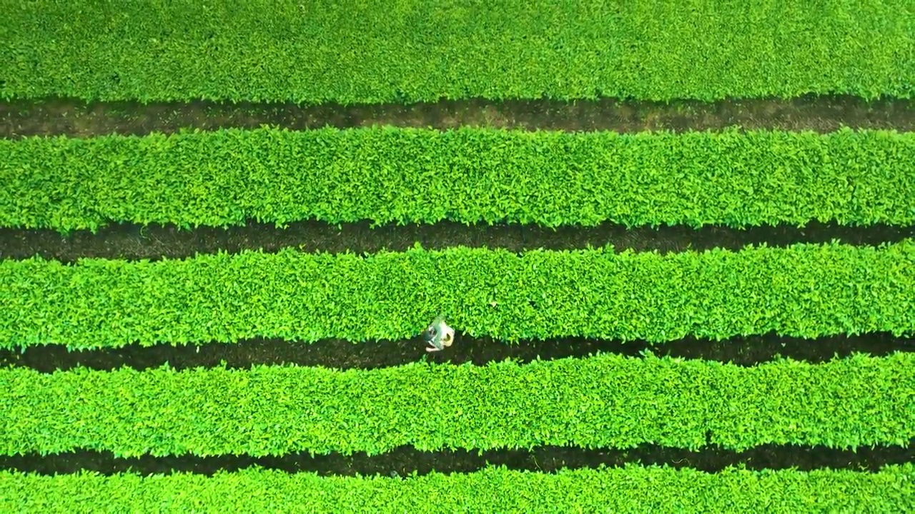 航拍绿色茶田农民采摘茶叶场景视频素材