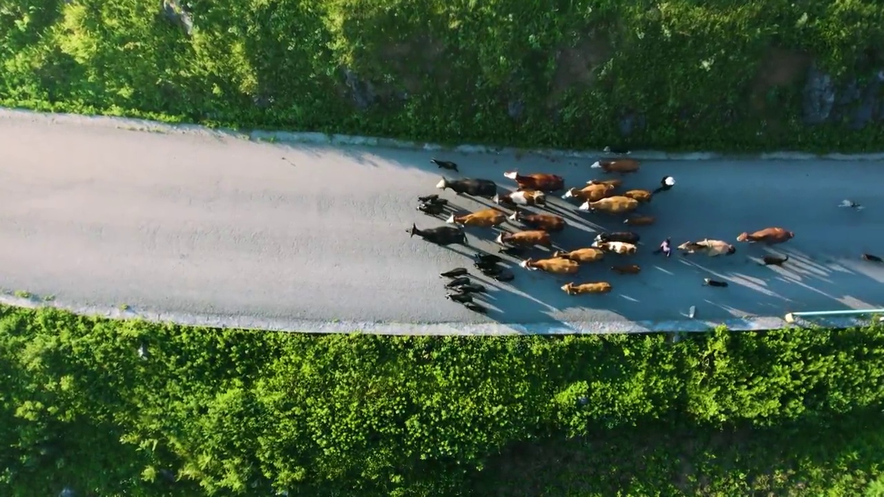 航拍朝阳晨光下牧民放牧场景视频素材