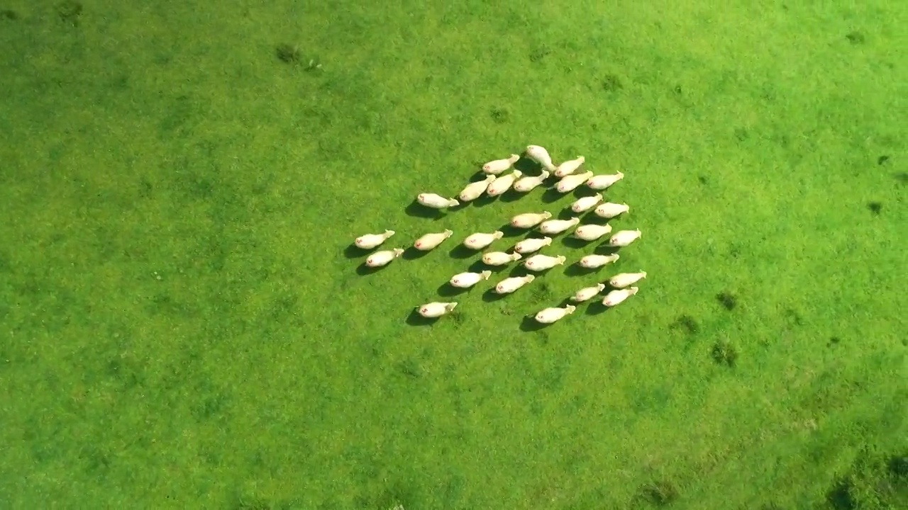 航拍绿色大草原羊群畜牧视频下载