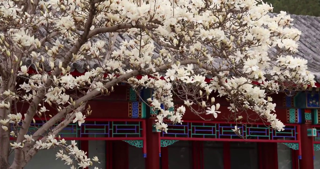 春风下盛开的玉兰花视频素材