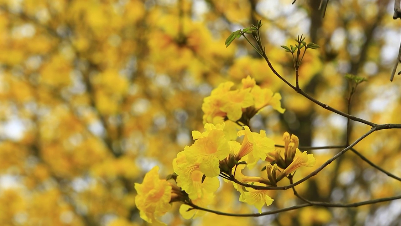 黄色的花 黄花风铃木 盛开的特写视频素材