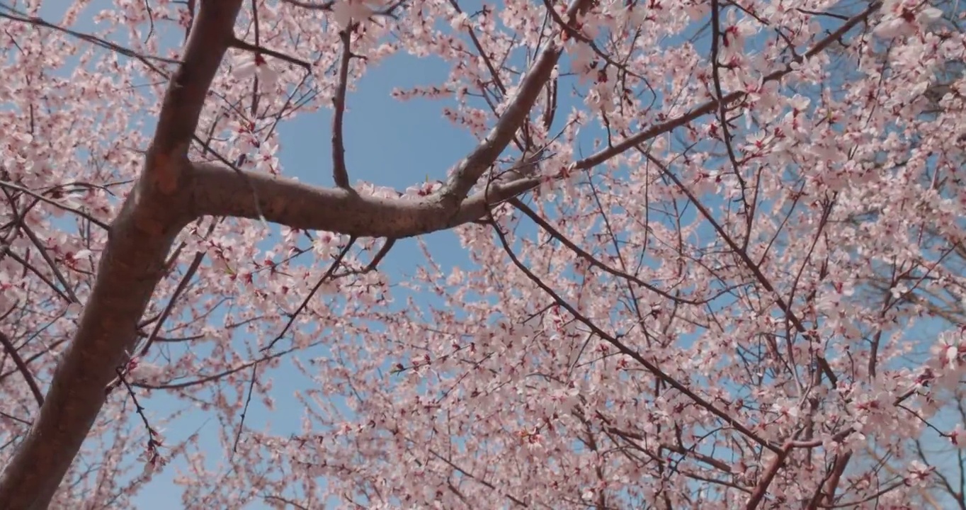 滑轨拍摄盛开的樱花树视频素材