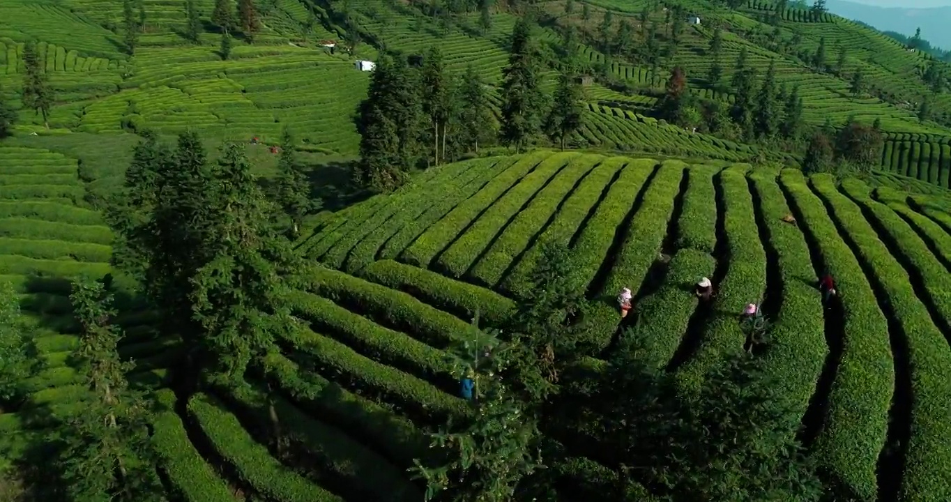 农民在美丽的茶园采茶的航拍镜头视频素材