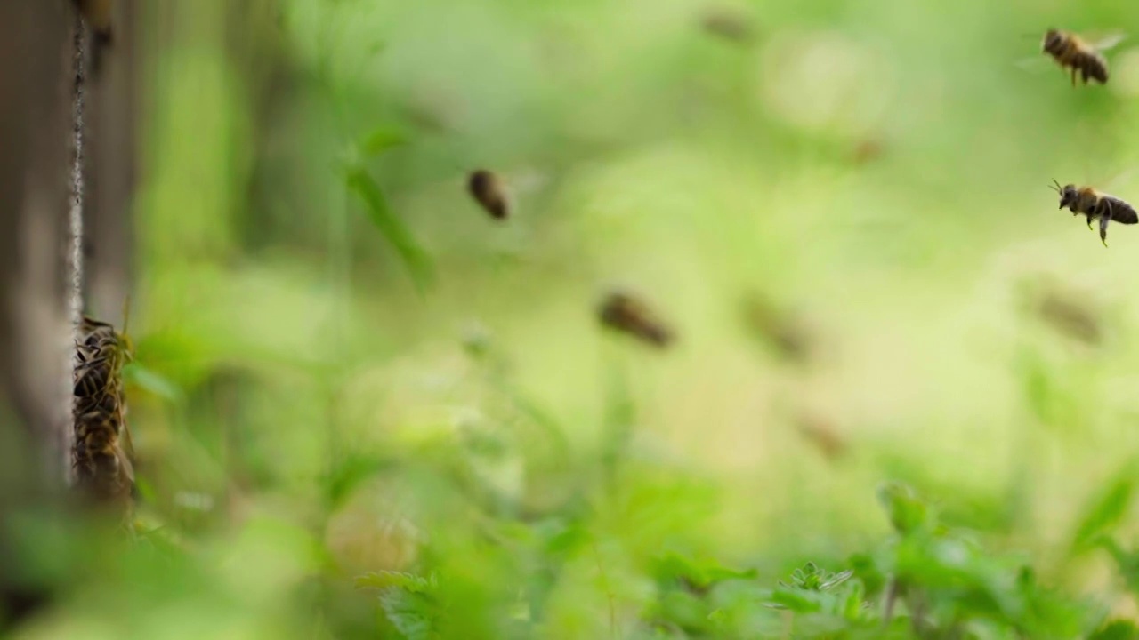 一大群蜜蜂在春天的田野里飞舞的慢镜头视频素材