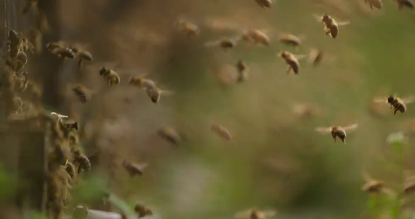 一大群蜜蜂在春天的田野里飞舞的慢镜头视频素材