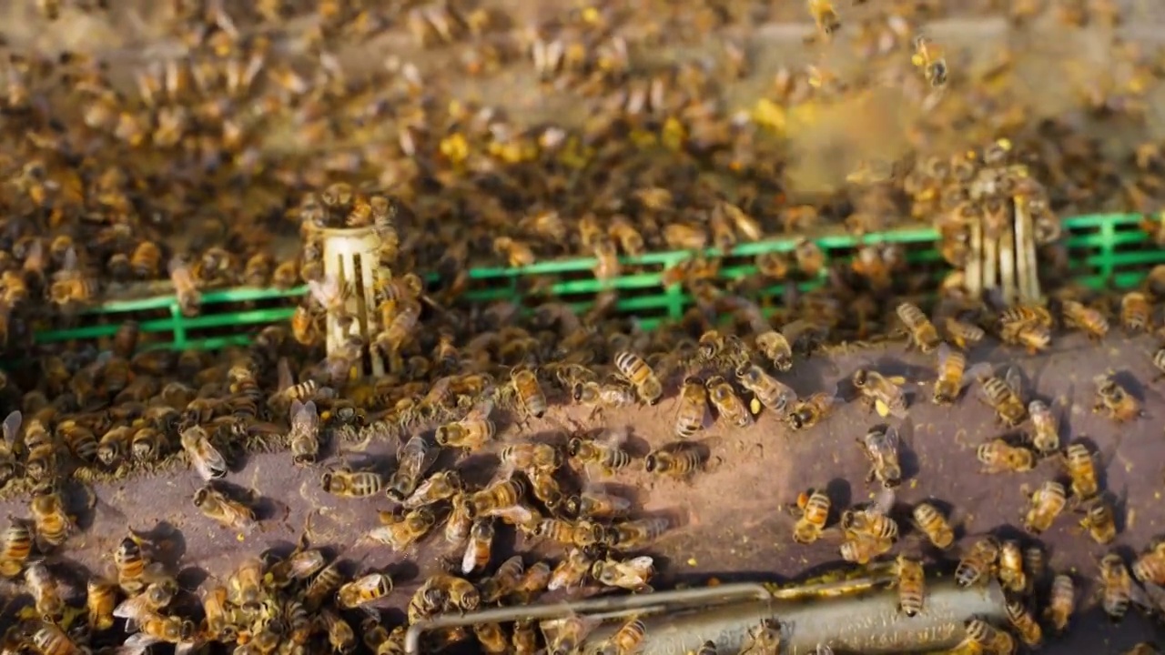 密密麻麻的蜜蜂在蜂巢外飞舞爬行慢镜头特写视频素材