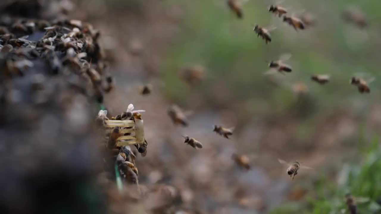 密密麻麻的蜜蜂在蜂巢外飞舞爬行慢镜头特写视频素材