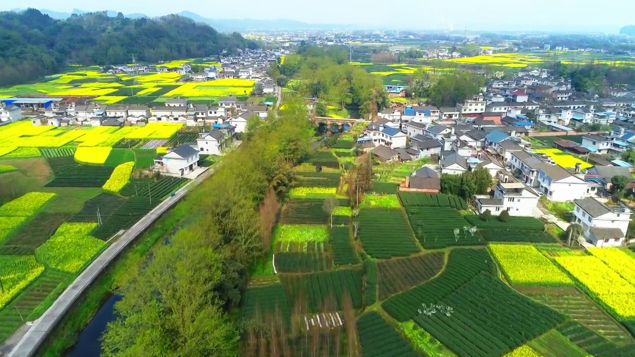美丽的四川乡村风景 春天里金黄色的油菜花视频素材