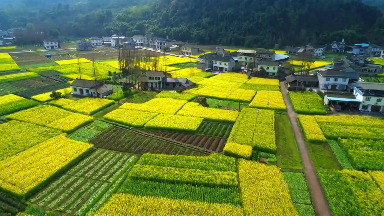 美丽的四川乡村风景 春天里金黄色的油菜花视频素材
