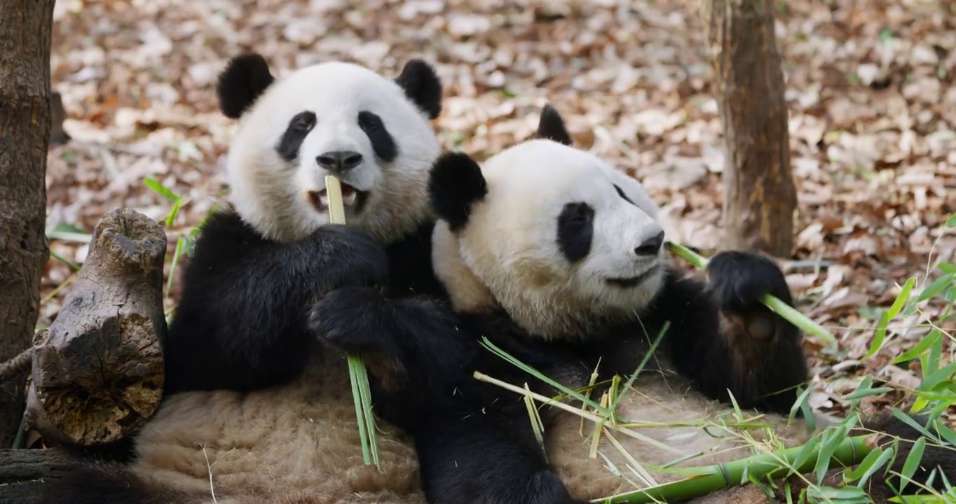两只大熊猫在吃竹子的特写视频素材
