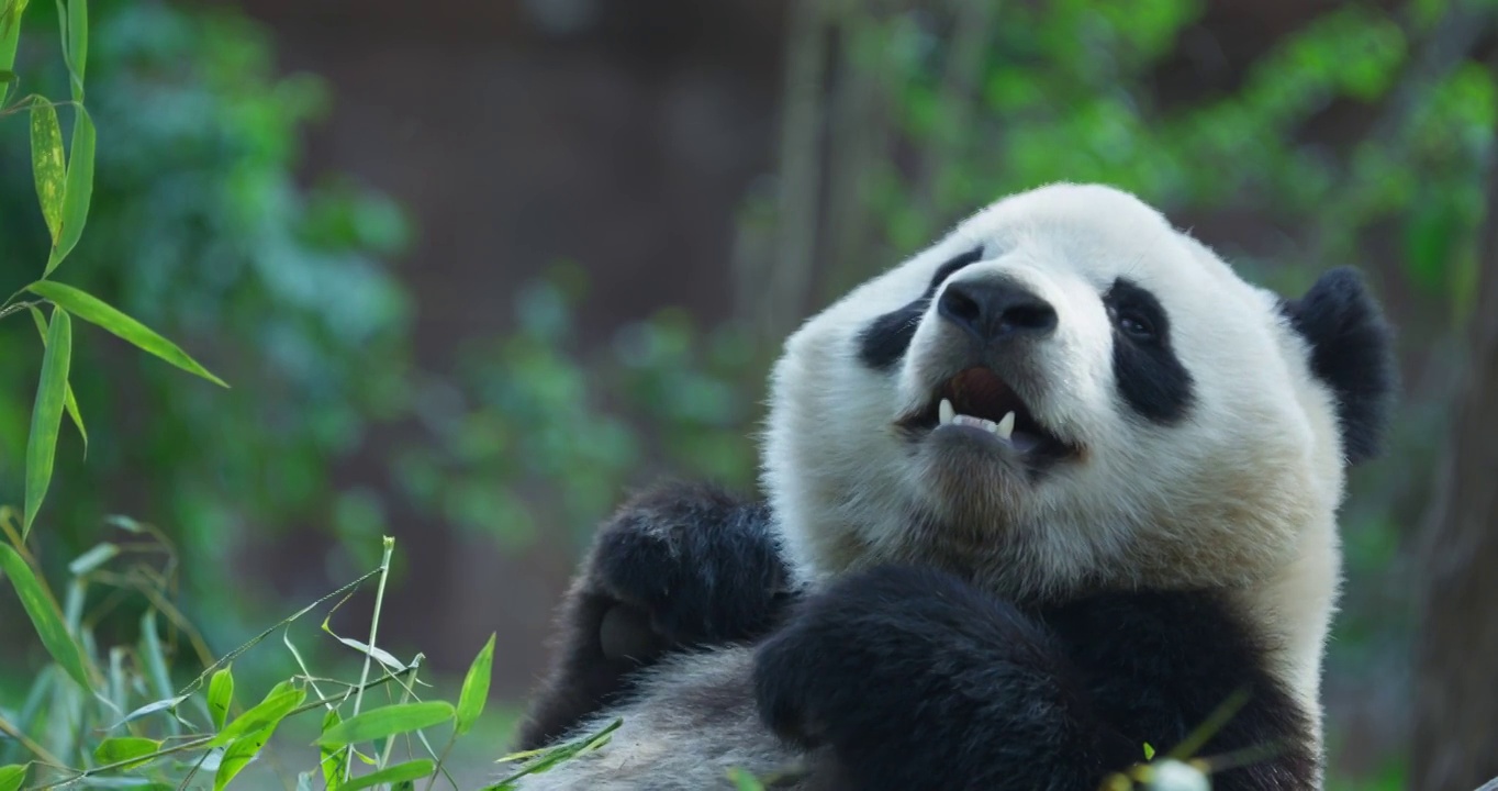 两只懒洋洋的大熊猫在吃竹子视频素材