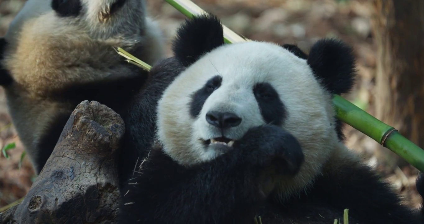 两只懒洋洋的大熊猫在吃竹子视频下载