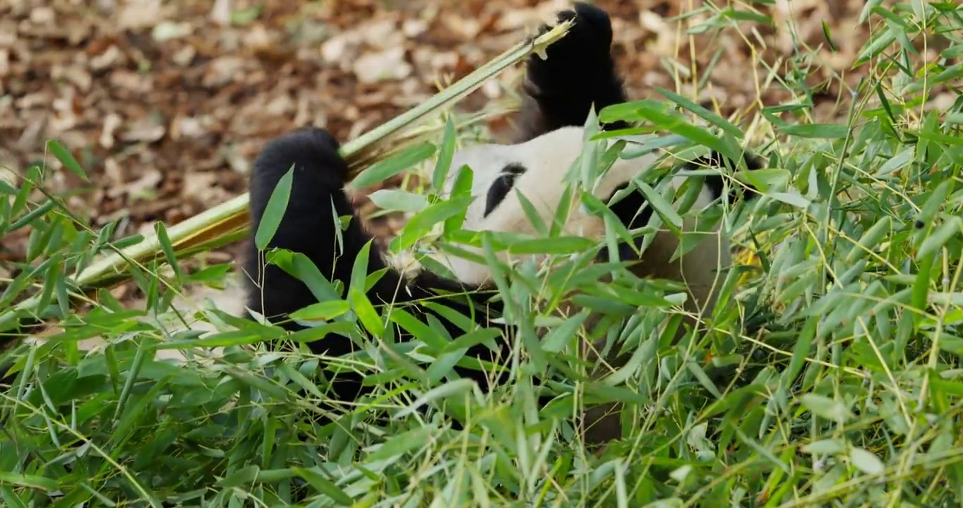 一只可爱的大熊猫在吃竹子视频素材