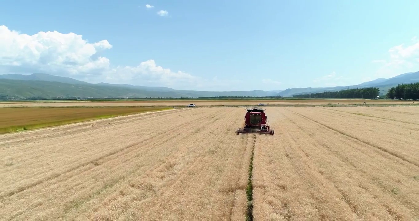 新疆天山脚下小麦丰收 收割机在田地里工作视频素材