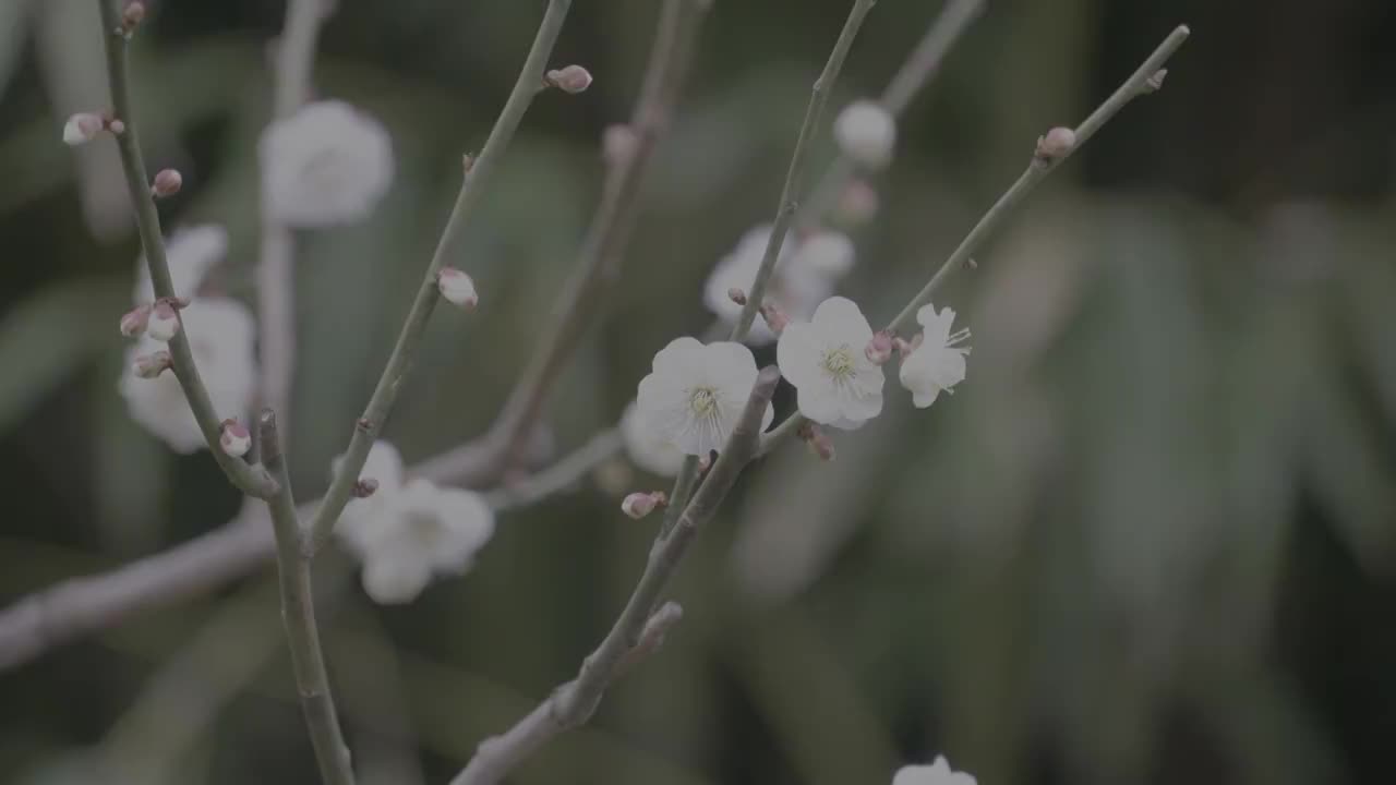 春天的花视频素材