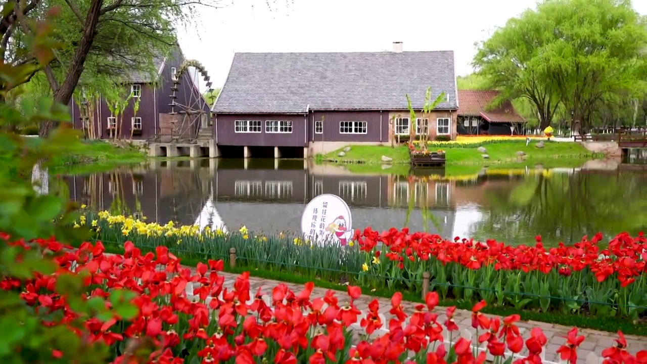 江苏南京绿博园，荷兰园中郁金香开放的田园风光视频素材