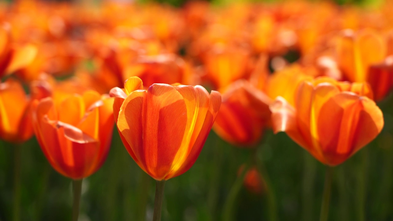 春天阳光下的郁金香花朵视频素材