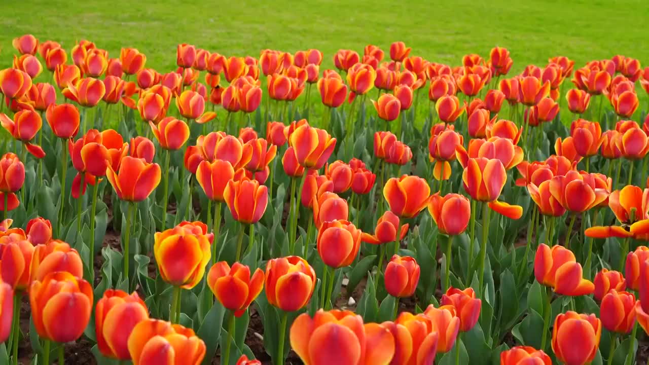 春天南京绿博园里的郁金香和草坪视频素材