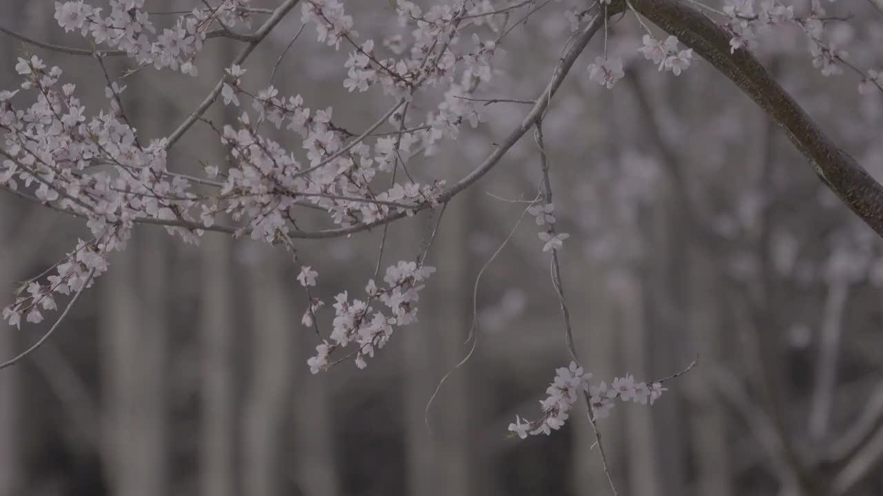 春天的桃花在风中视频素材