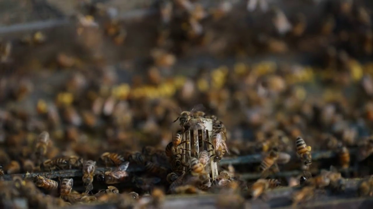 一大群蜜蜂在蜂箱上视频素材