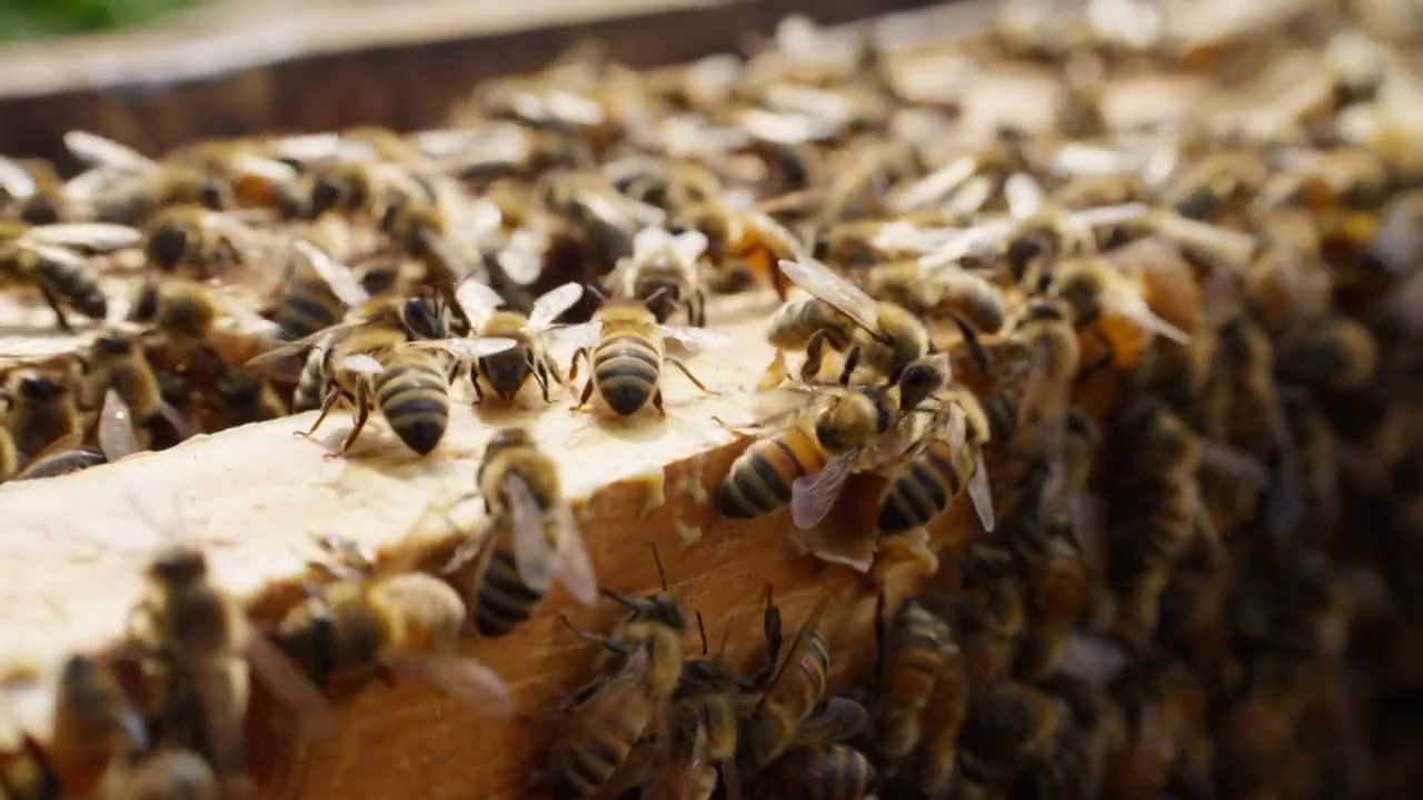 一大群蜜蜂在蜂箱上视频素材