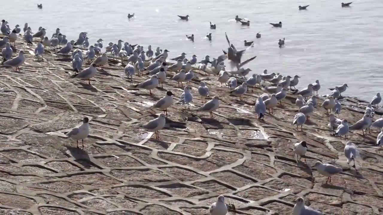 海边栖息的海鸥群视频素材
