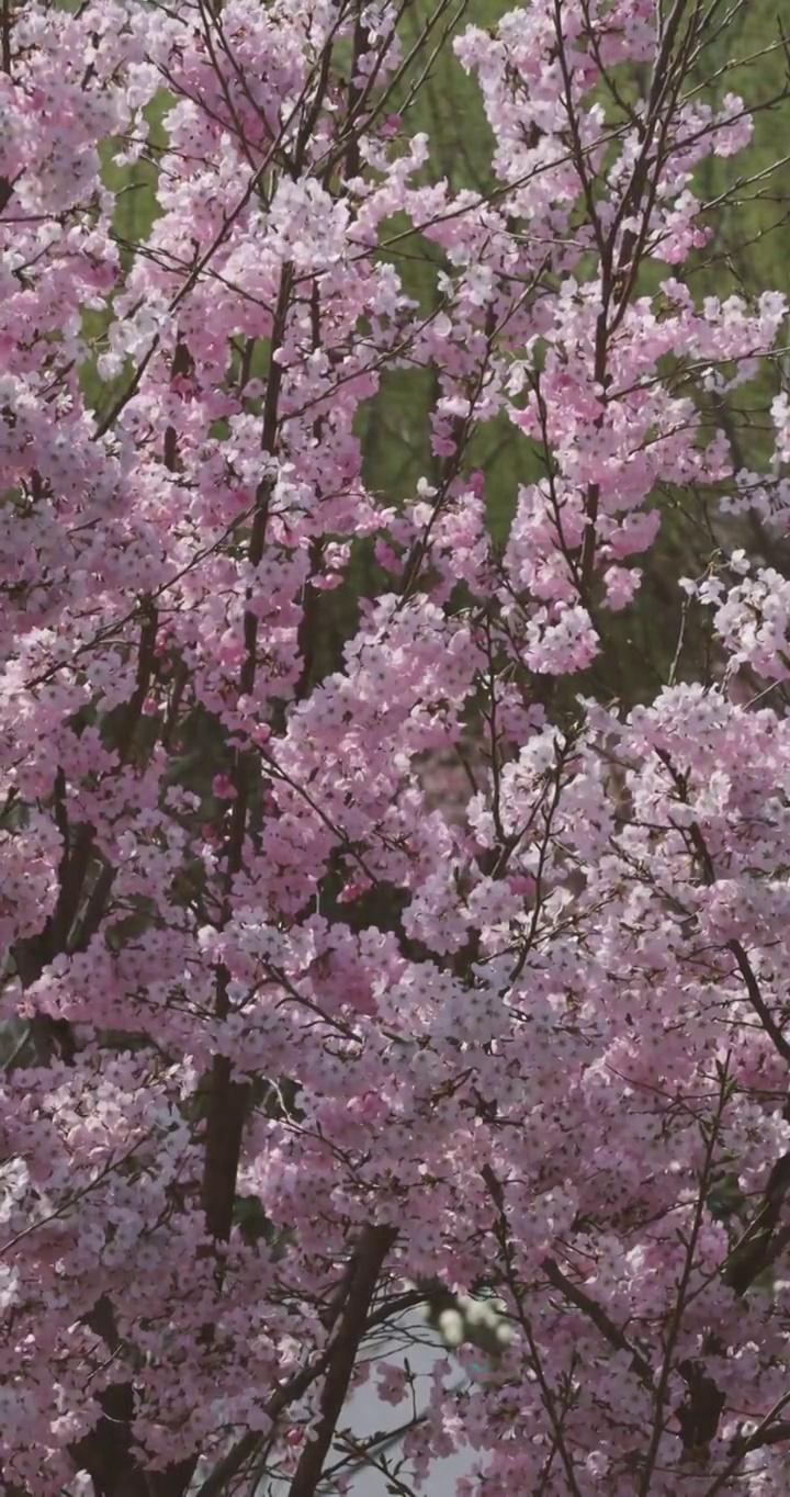 北京春天盛开的粉色椿寒樱花视频购买