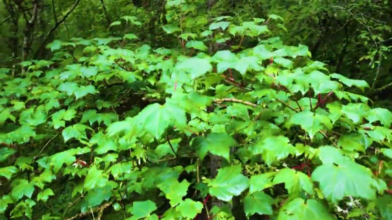 航拍绿色原始森林杉木林松林视频素材