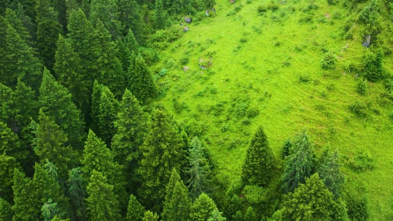 航拍绿色原始森林杉木林松林视频素材