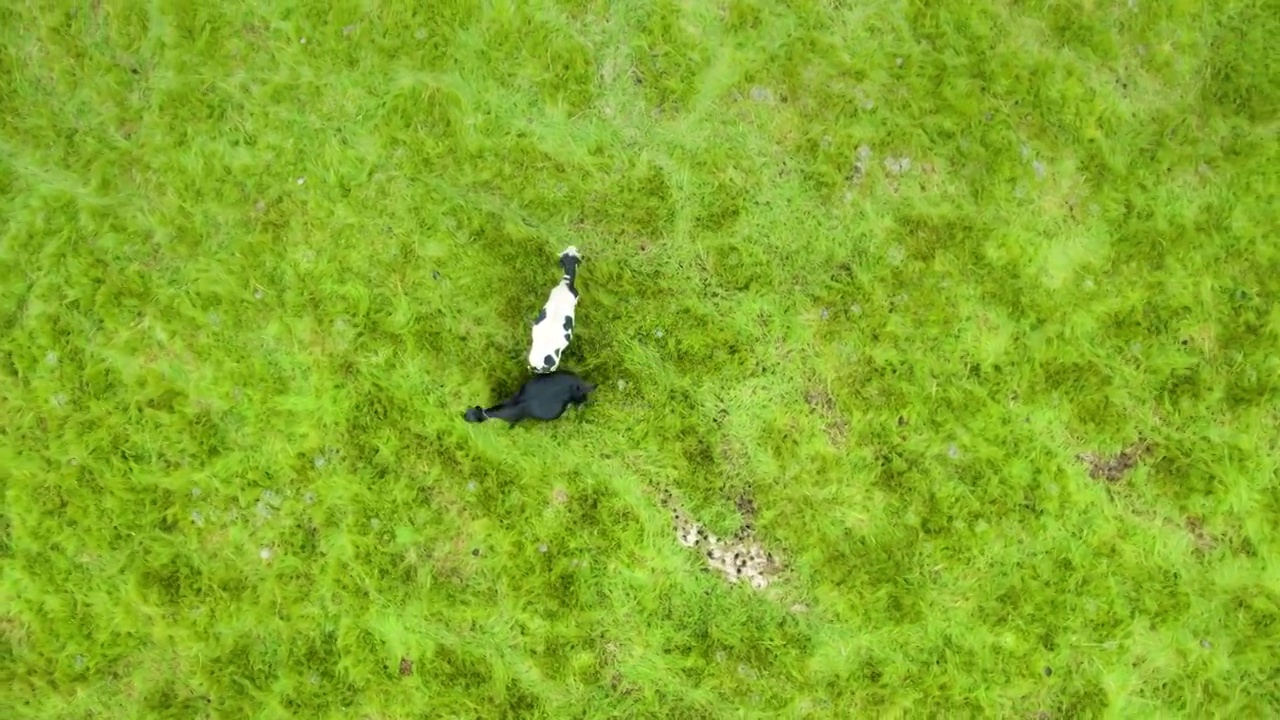 航拍绿色草原牛群羊群牦牛群航拍视频素材