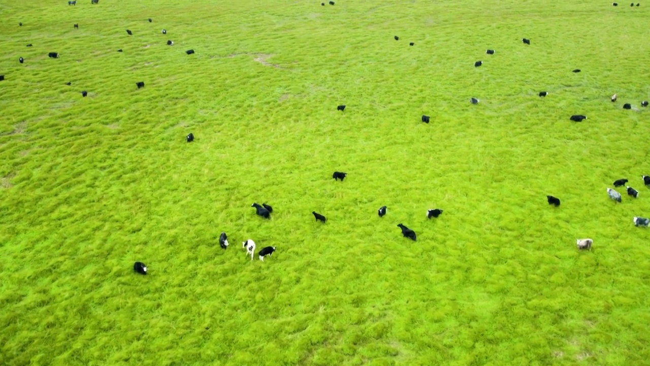 航拍绿色草原牛群羊群牦牛群航拍视频素材