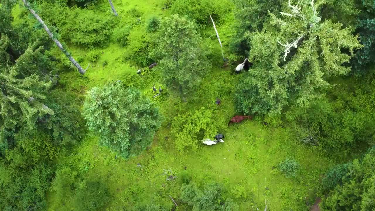 航拍美丽原始森林马群吃草童话森林航拍视频素材