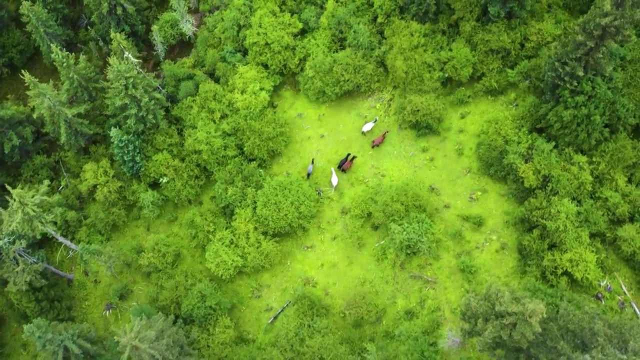 航拍美丽原始森林马群吃草童话森林航拍视频素材
