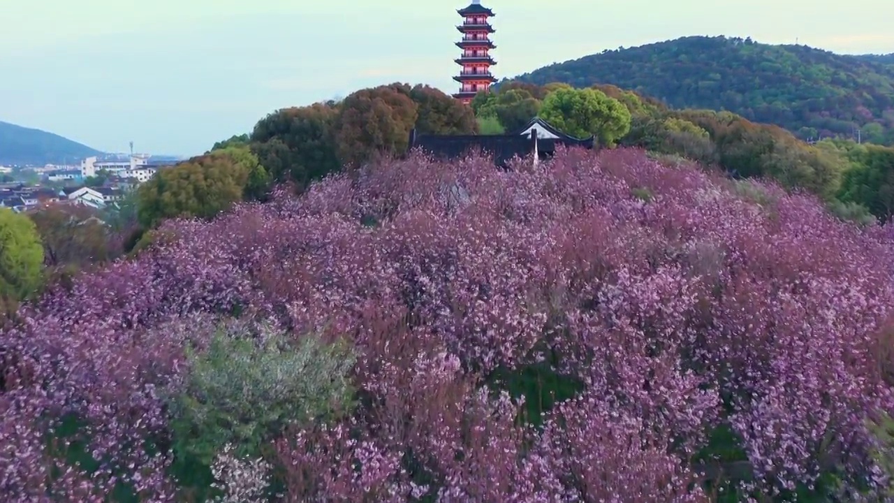 苏州光福铜观音寺的晚樱与日落视频素材
