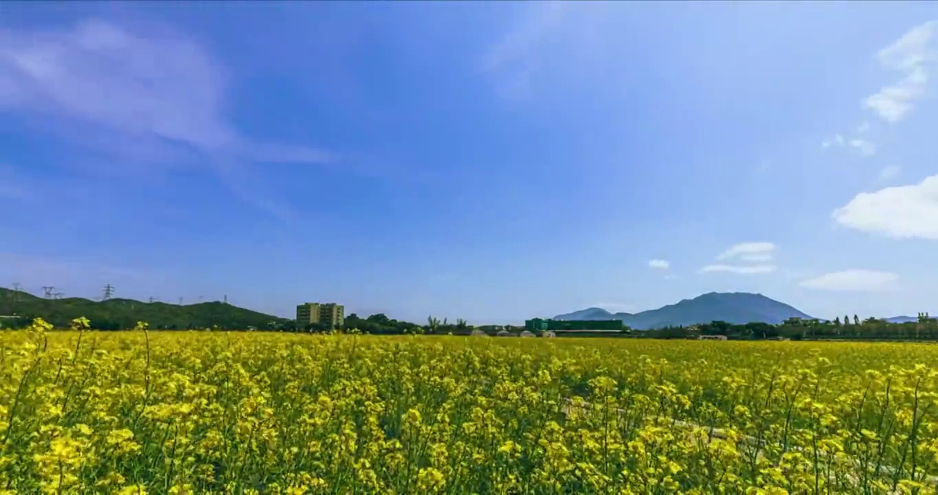 春天盛开的油菜花海视频素材