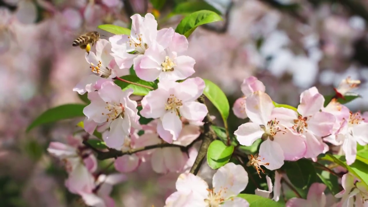 春天的桃子树开满了粉色的花视频素材