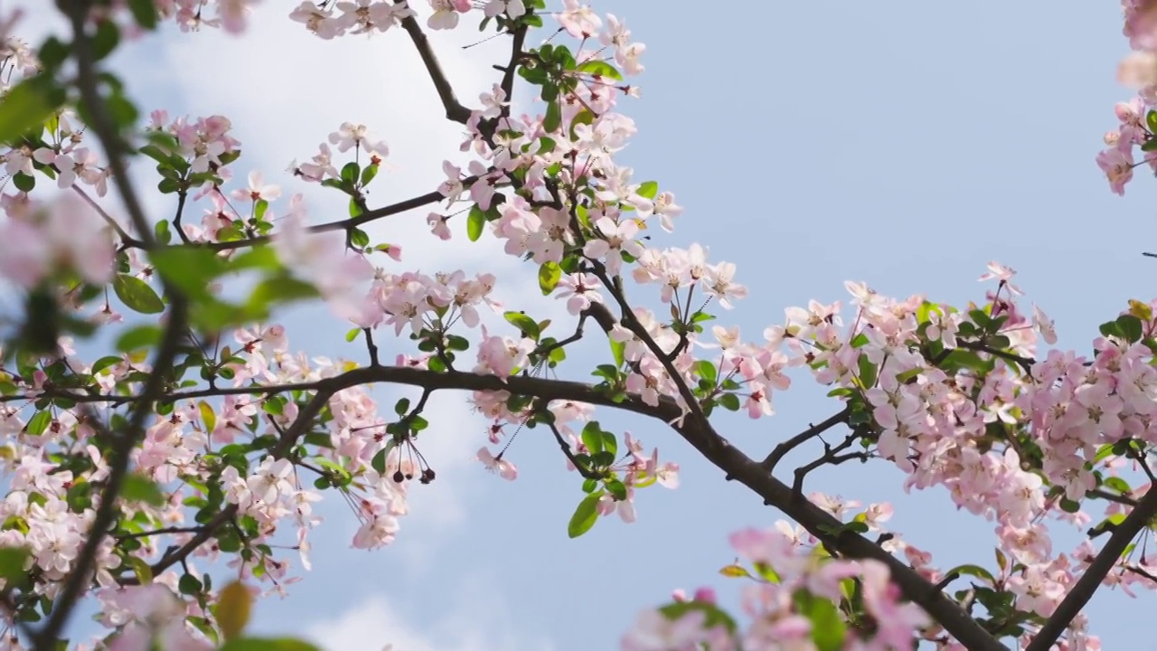 春天的桃子树开满了粉色的花视频素材
