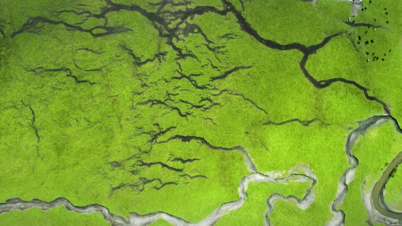 航拍大草原湿地河流纹理视频素材