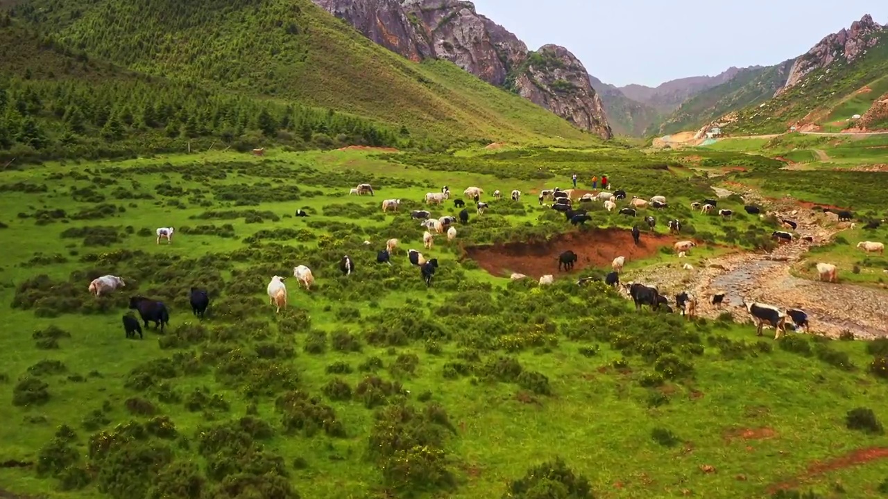 中国甘肃省武威市天祝县牛群放牧航拍视频素材