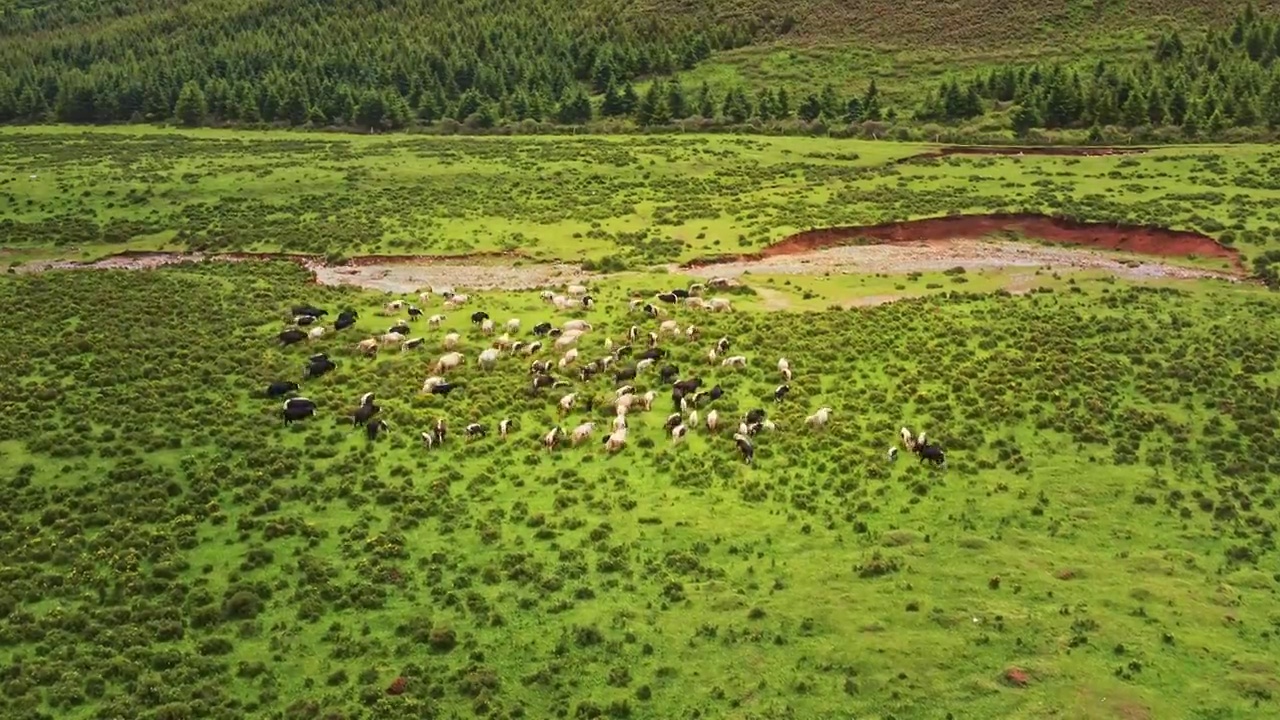 中国甘肃省武威市天祝县牛群放牧航拍视频素材