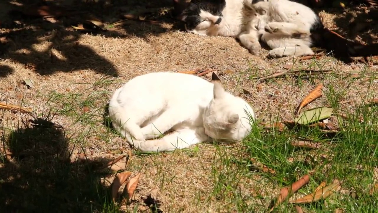 晒太阳的小野猫视频素材