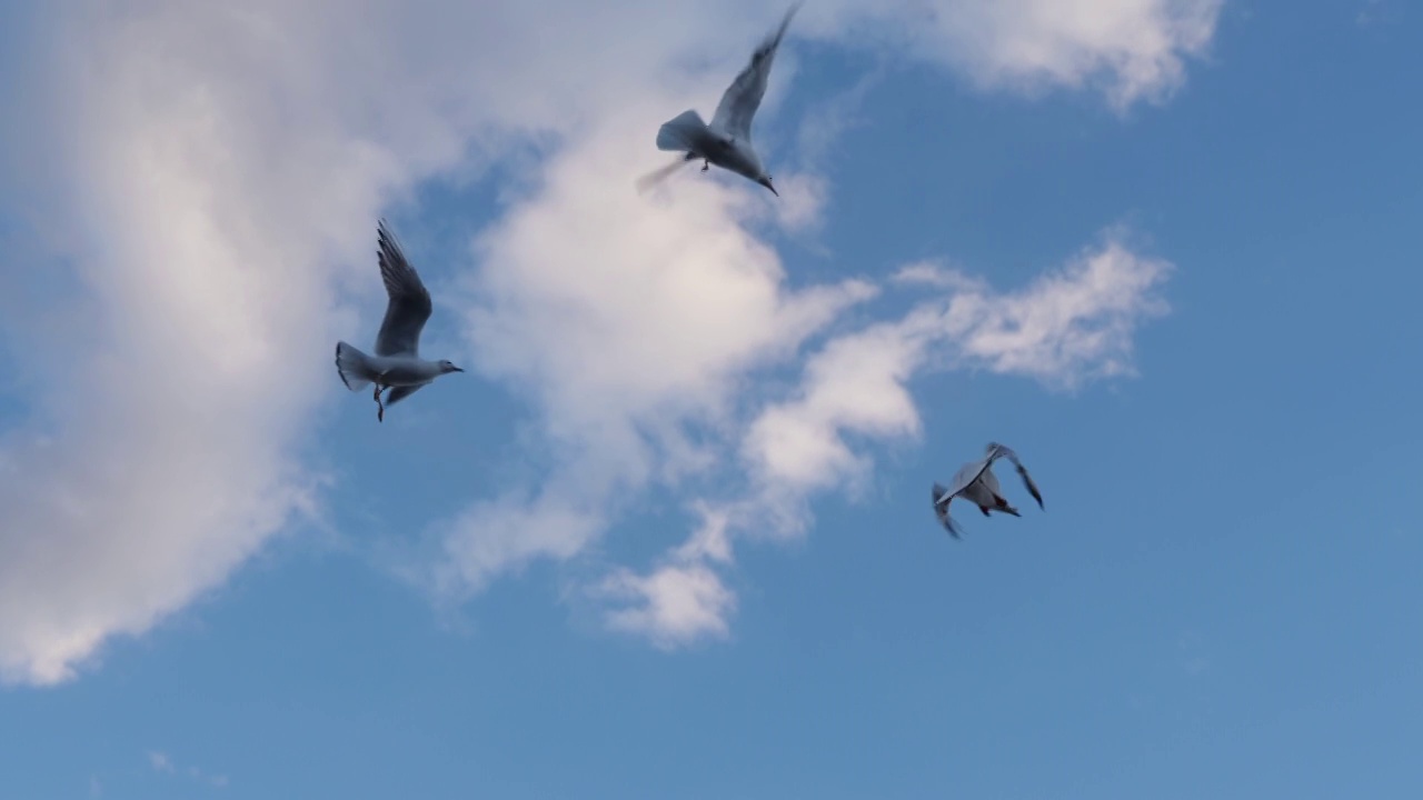 一群海鸥在空中盘旋视频素材
