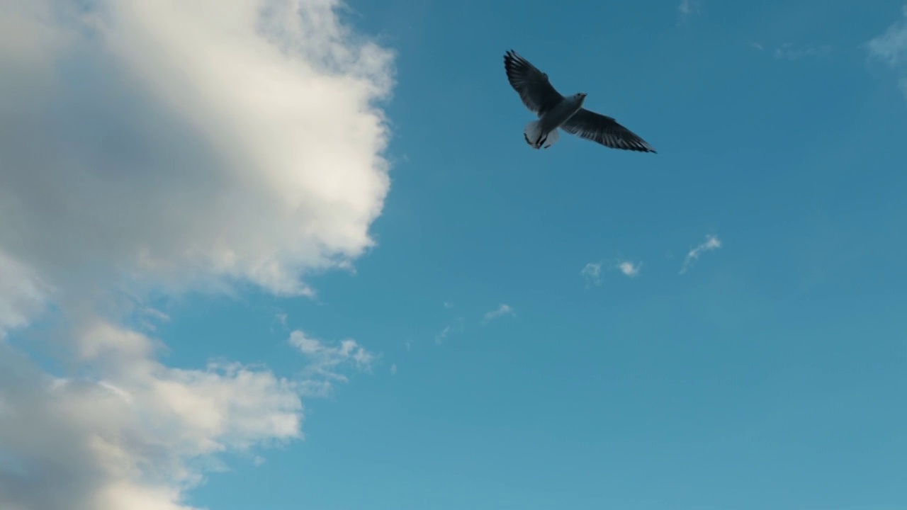 一群海鸥在空中盘旋视频素材