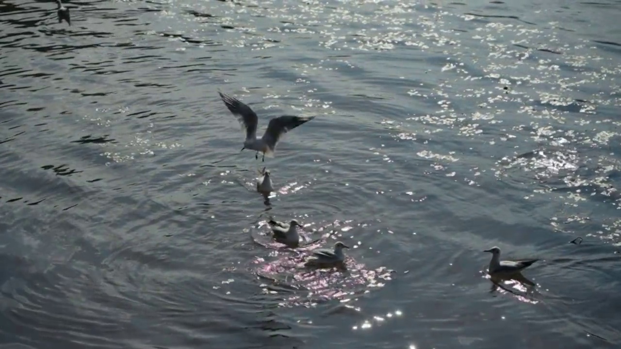 一群海鸥在水面觅食的慢镜头视频素材