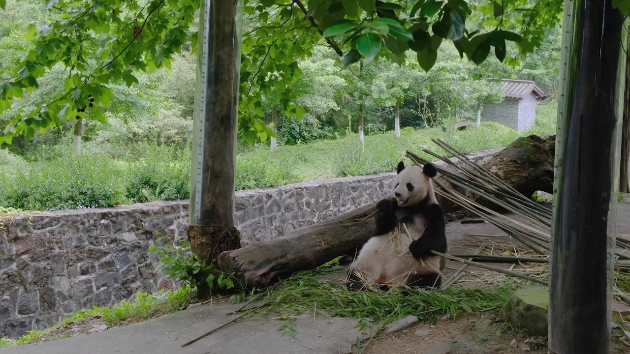 四川省都江堰熊猫乐园内大熊猫在树下吃竹子视频素材