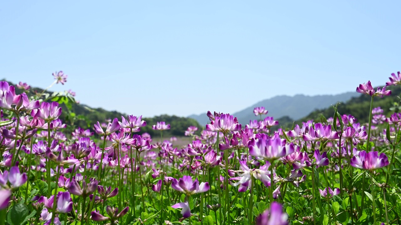 春天万里无云的天空下田地里盛开的紫云英视频素材