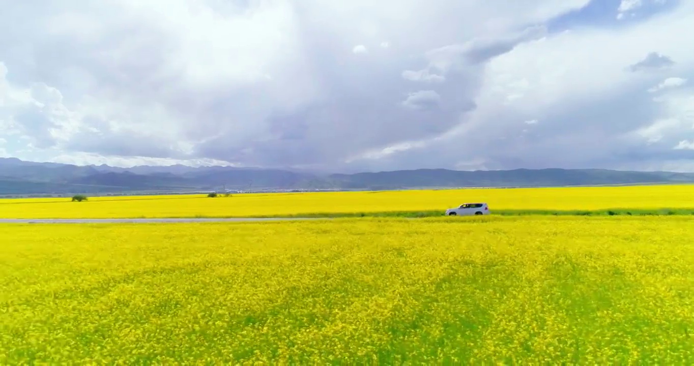 行驶在青海门源油菜花花丛中视频素材