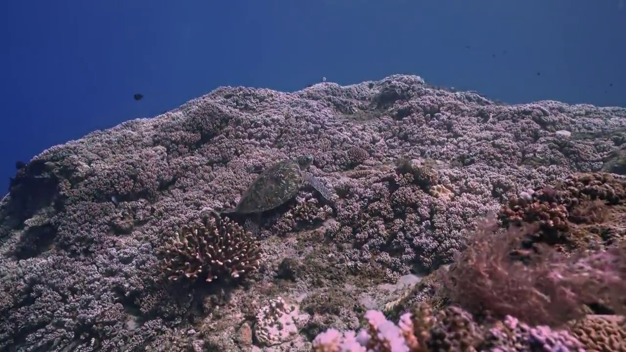 水下摄影神奇的海底世界海龟绿蠵龟视频素材