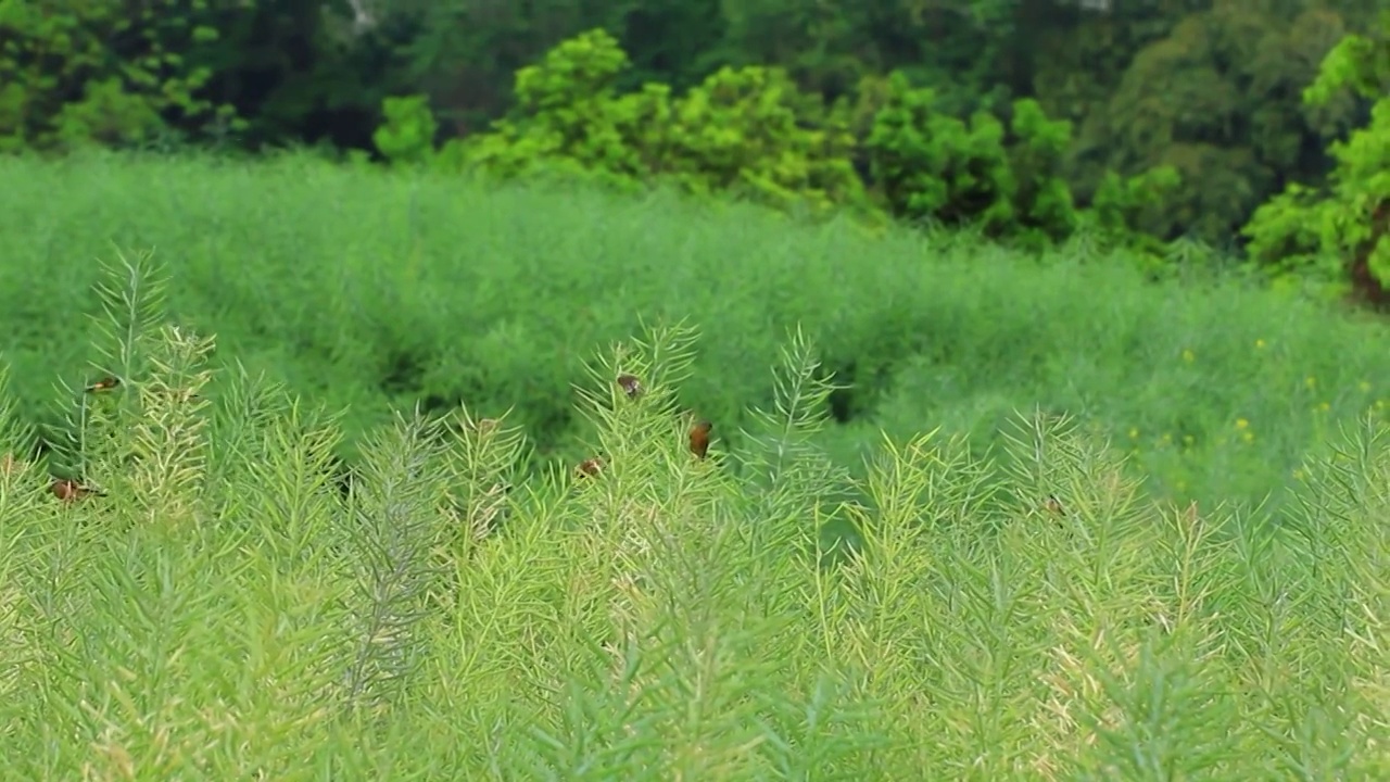 小鸟在农田地里油菜籽地捕食的场景视频素材