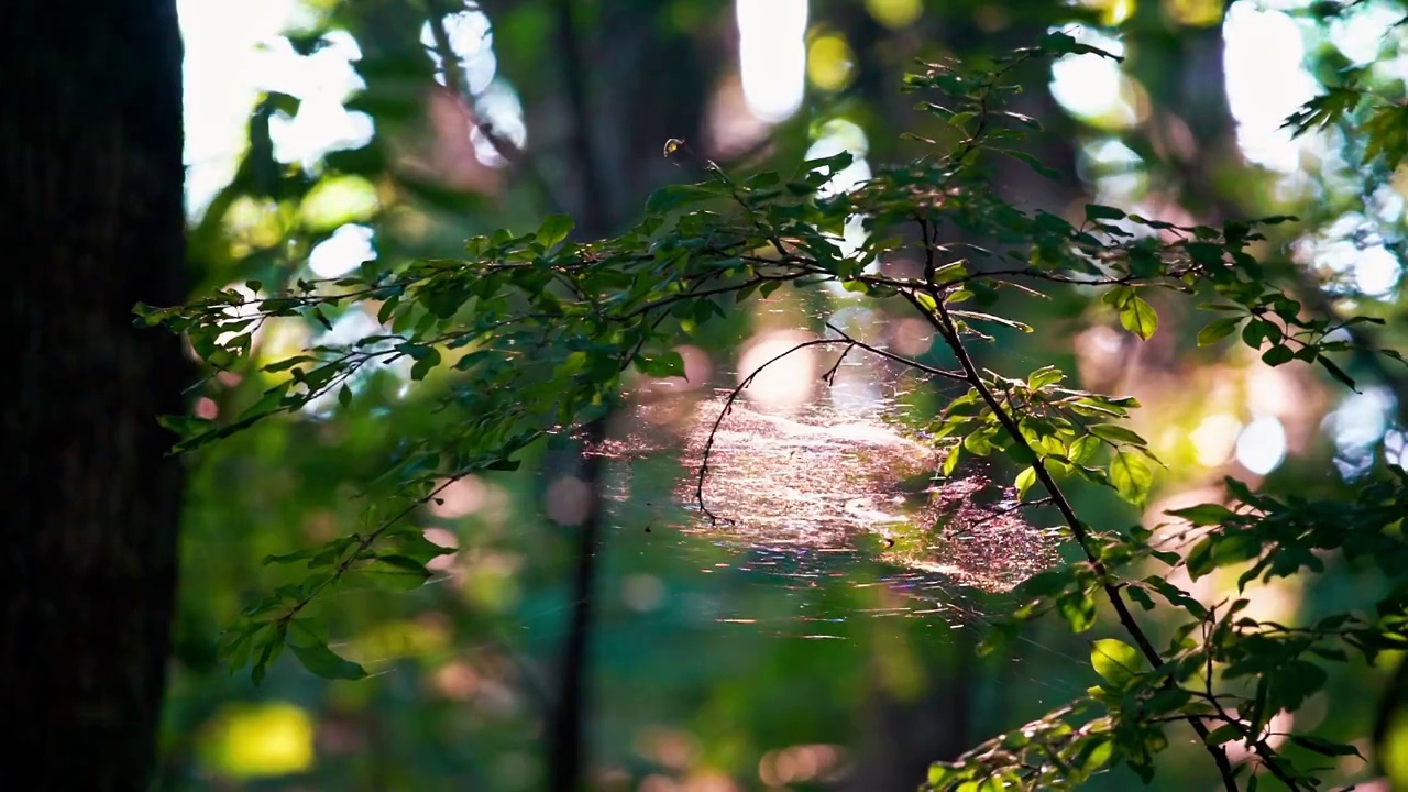 树林中阳光下的树叶与蜘蛛网逆光光影空镜视频素材